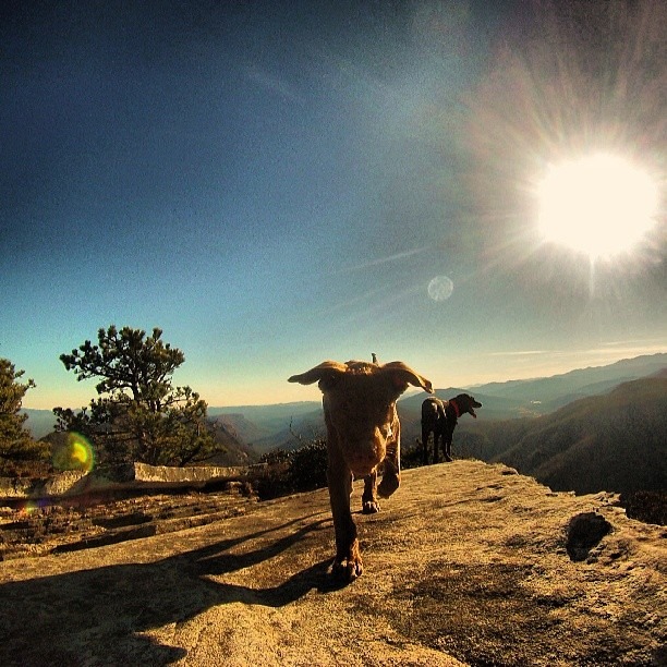 Hawksbill Mtn (Linville Gorge), Elevation: 4,009'ft - Welcome dog lovers!